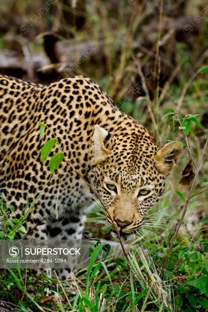 Close-up of a leopard (Panthera pardus) in a forest, Timbavati Game Reserve, Limpopo Province, South Africa