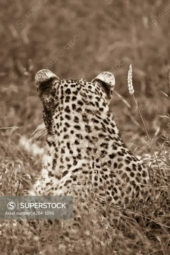 Close-up of a leopard (Panthera pardus) resting, Timbavati Game Reserve, Limpopo Province, South Africa