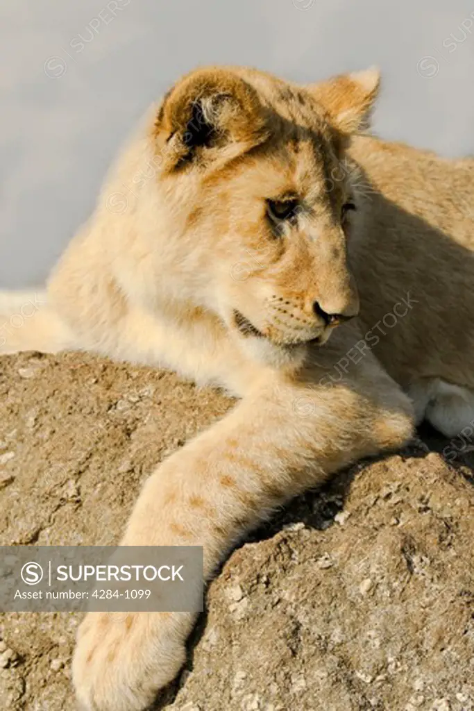 Close-up of a lion cub (Panthera leo) resting, Timbavati Game Reserve, Limpopo Province, South Africa