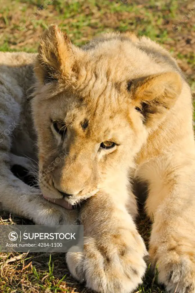 Close-up of a lion cub (Panthera leo) resting, Timbavati Game Reserve, Limpopo Province, South Africa