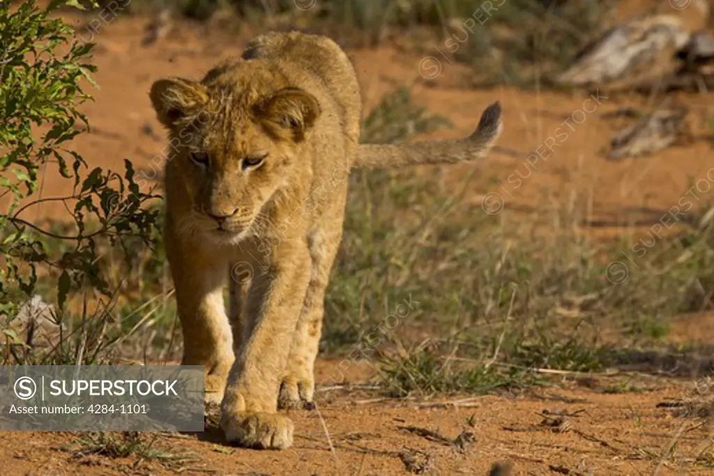 Close-up of a lion cub (Panthera leo), Timbavati Game Reserve, Limpopo Province, South Africa
