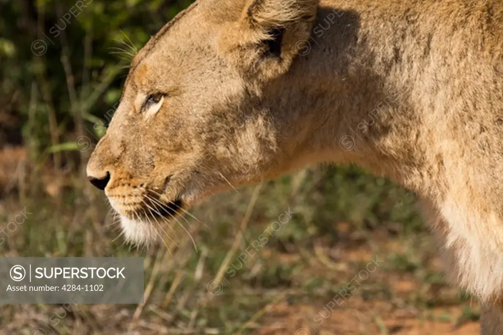 Close-up of a lioness (Panthera leo), Timbavati Game Reserve, Limpopo Province, South Africa