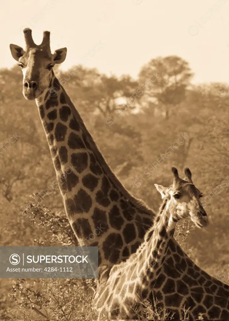 Two Giraffes (Giraffa camelopardalis) in a forest, Timbavati Game Reserve, Limpopo Province, South Africa