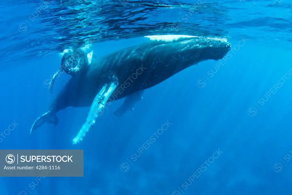Humpback whale (Megaptera novaeangliae) in the ocean, Silver Bank, Turks and Caicos Islands