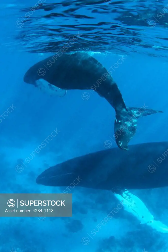 Humpback whale (Megaptera novaeangliae) with calf in the ocean, Silver Bank, Turks and Caicos Islands