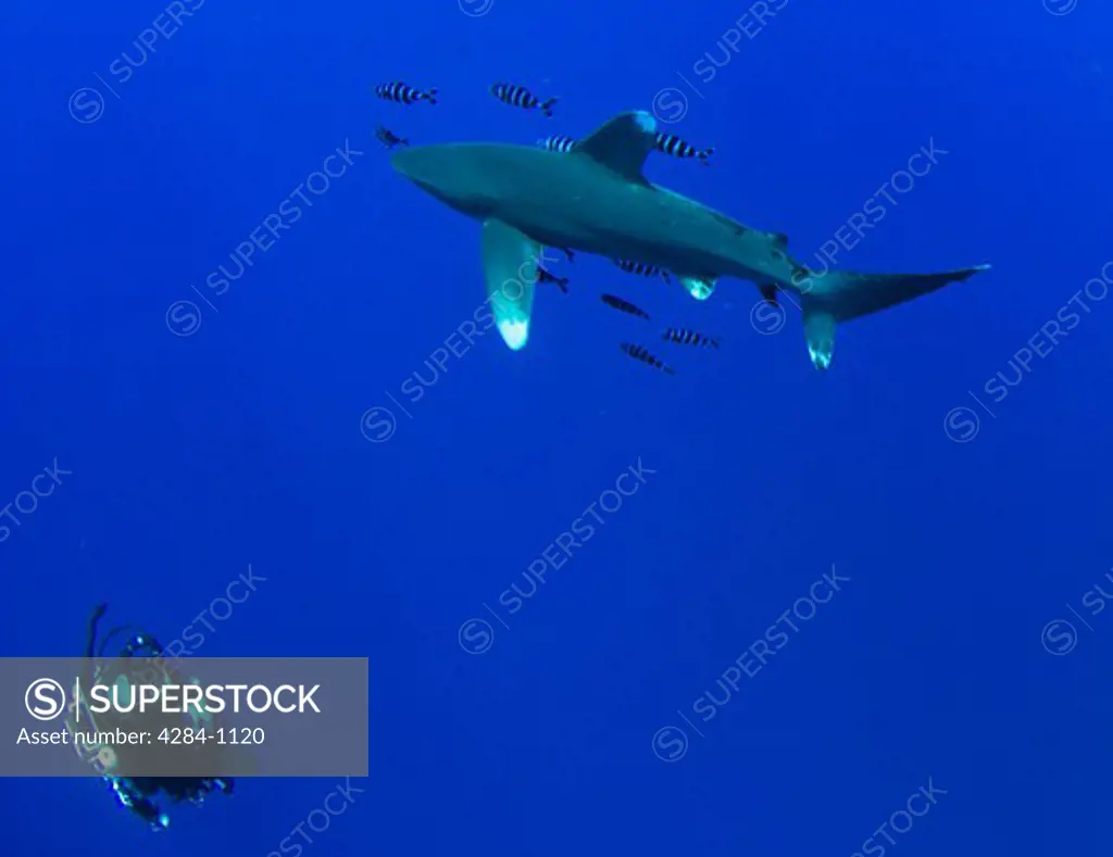 Oceanic whitetip shark (Carcharhinus longimanus) with a scuba diver underwater, Red Sea, Egypt