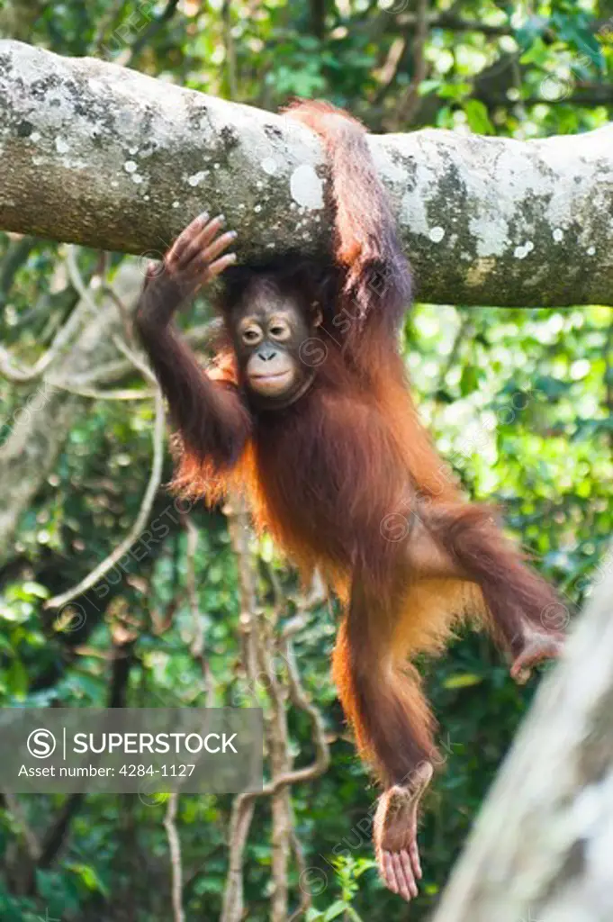Orangutan hanging from a tree branch, Borneo and Langkawi, Malaysia