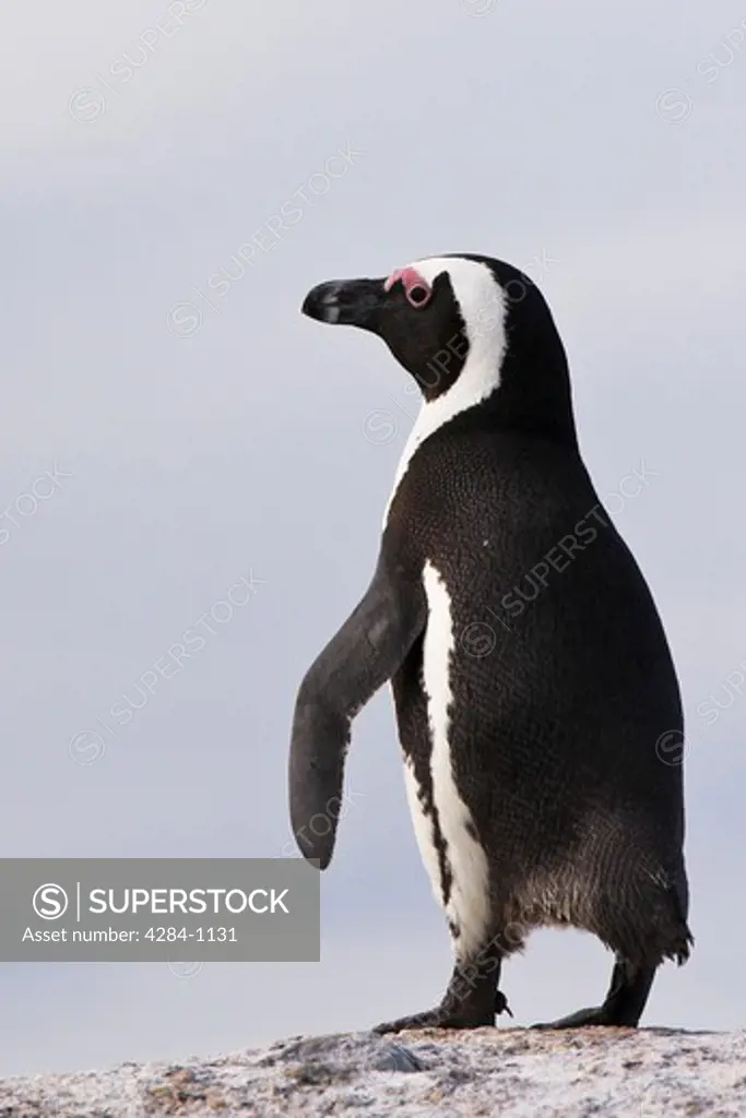 African penguin (Spheniscus demersus) on Boulders Beach, Cape Town, South Africa