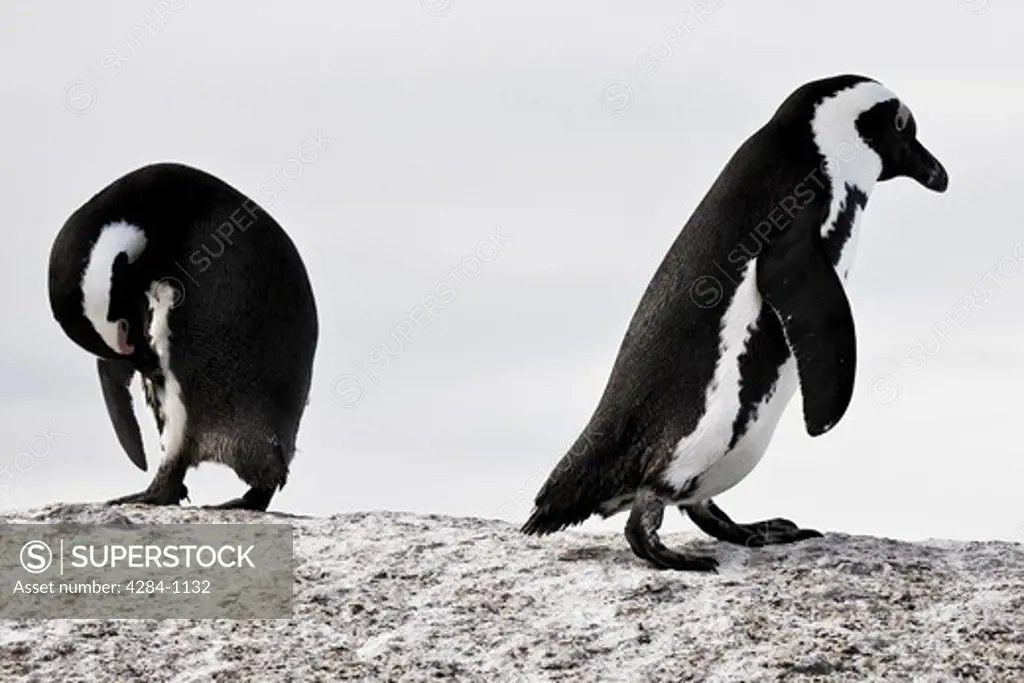Two African penguins (Spheniscus demersus) in Boulders Beach, Cape Town, South Africa