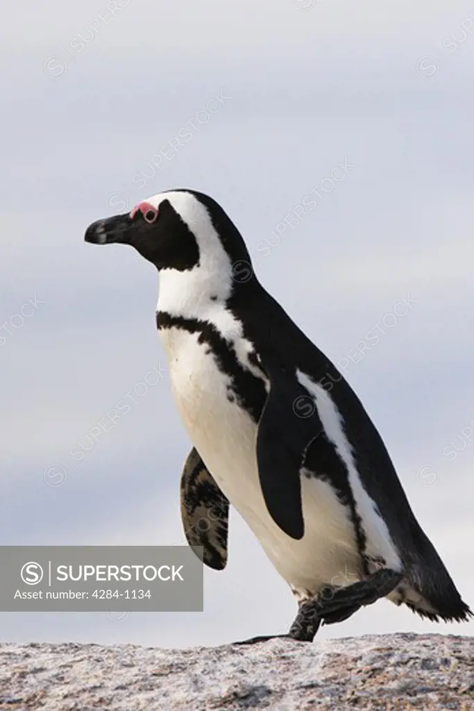 African penguin (Spheniscus demersus) on Boulders Beach, Cape Town, South Africa