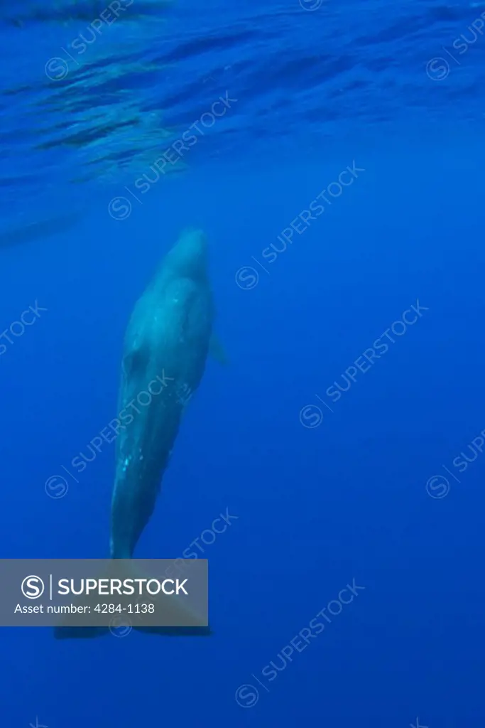 Sperm whale (Physeter macrocephalus) underwater