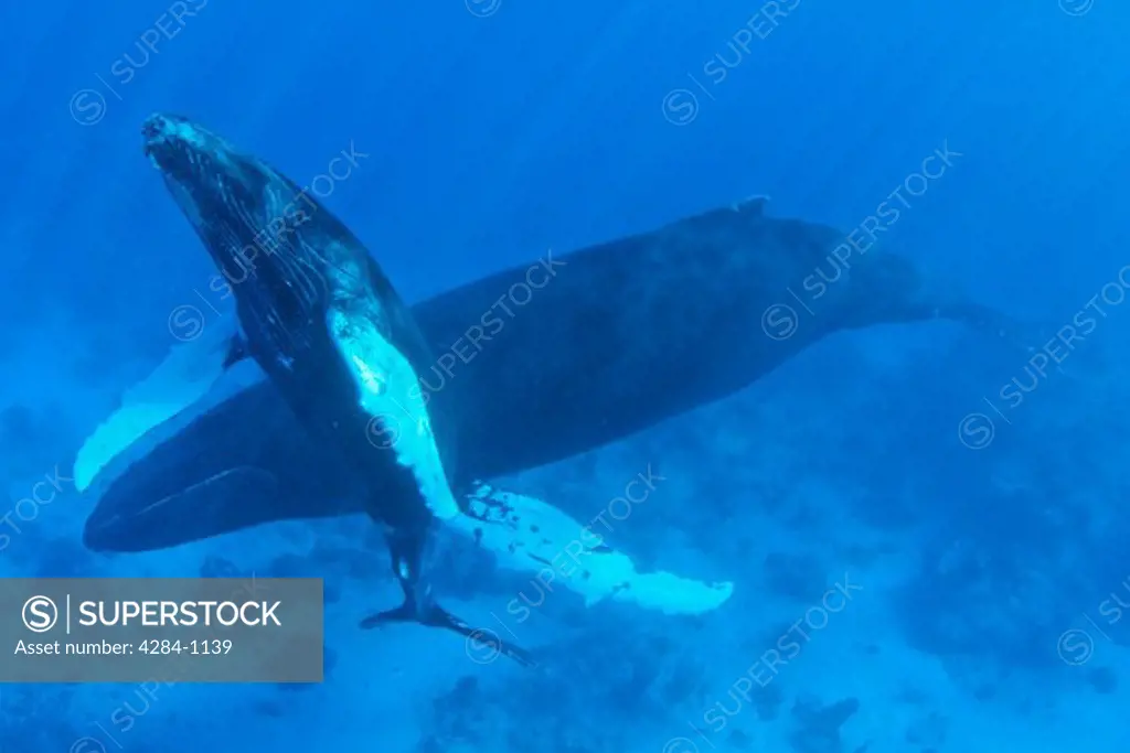 Humpback whale (Megaptera novaeangliae) with calf in the ocean, Silver Bank, Turks and Caicos Islands