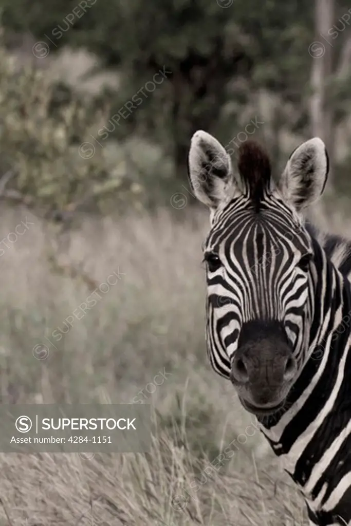 Close-up of a zebra, Timbavati Game Reserve, Limpopo Province, South Africa