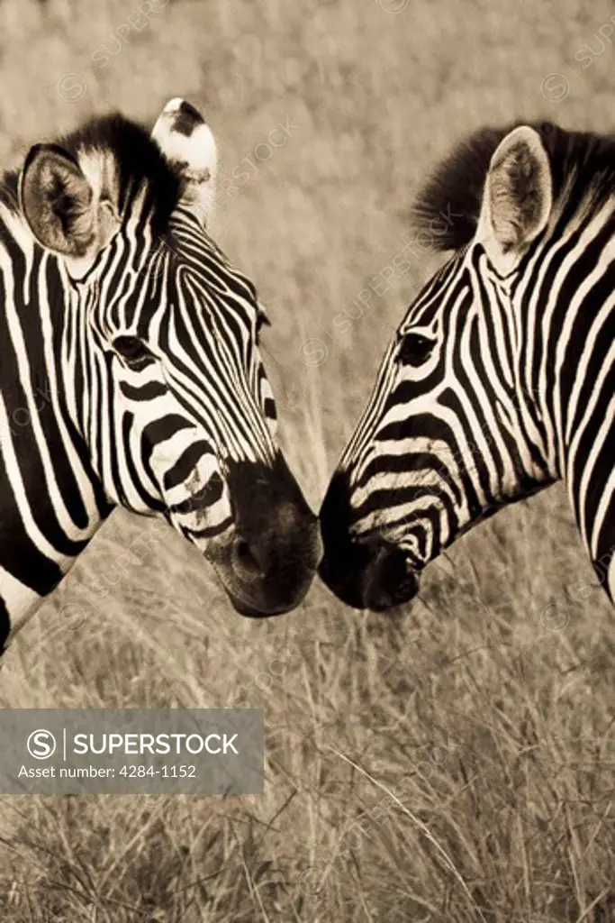 Close-up of two zebras, Timbavati Game Reserve, Limpopo Province, South Africa