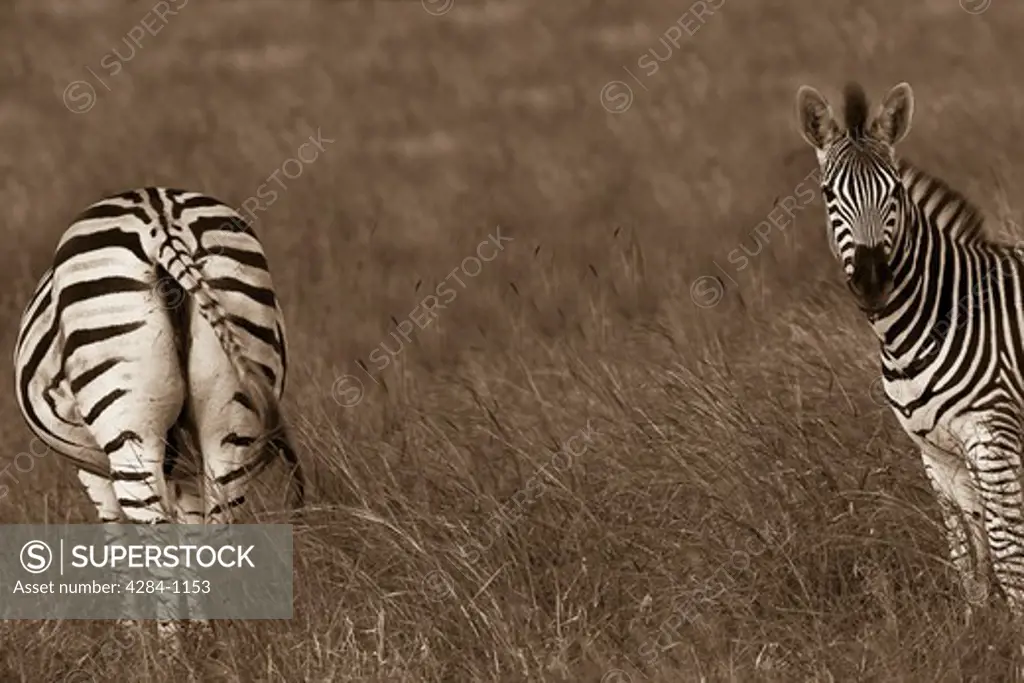 Two zebras in a field, Timbavati Game Reserve, Limpopo Province, South Africa