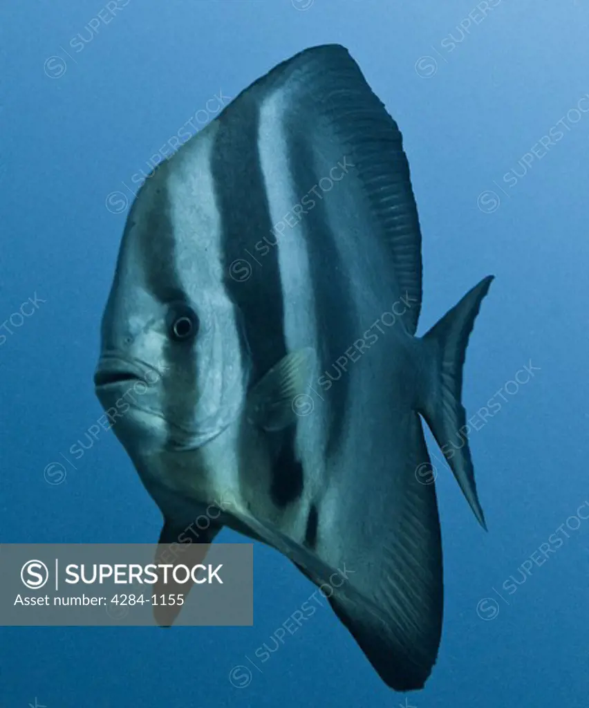 Underwater view of a batfish, Similan National Reserve, Richelieu Rock, Andaman Sea, Thailand