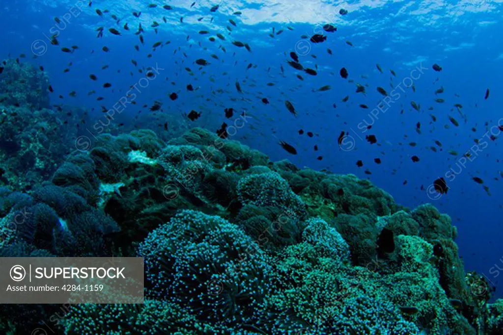 Underwater view of school of fish and reefs, Similan National Reserve, Richelieu Rock, Andaman Sea, Thailand