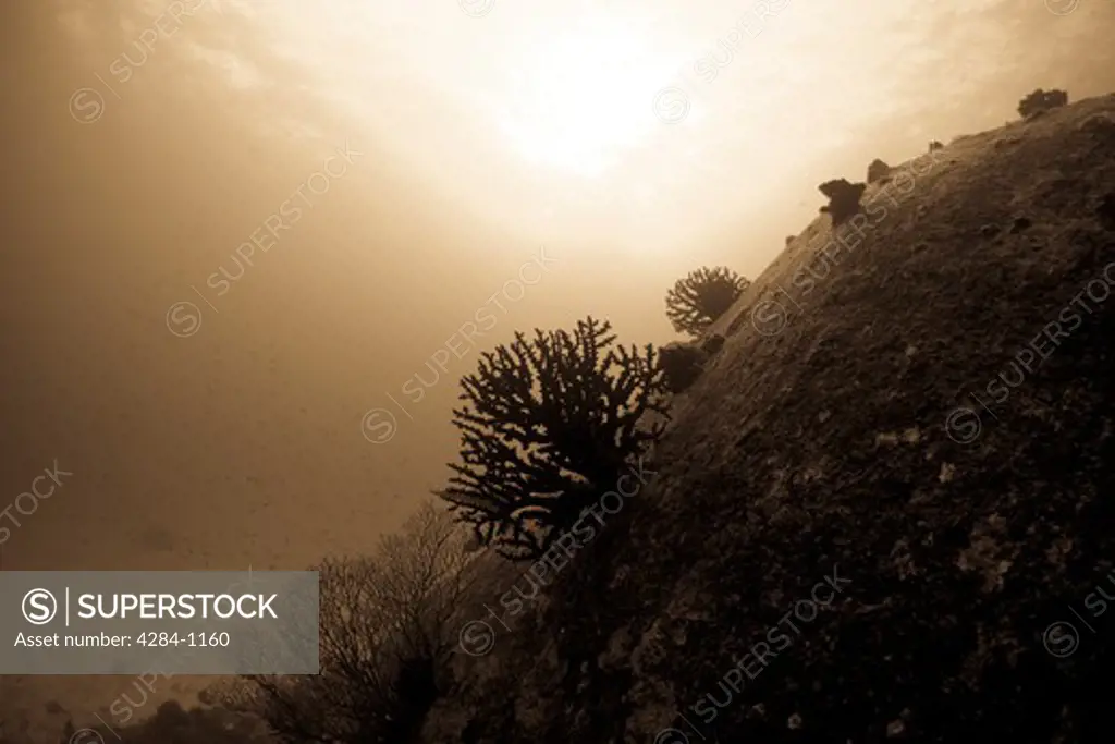 Underwater view of fish and reefs, Similan National Reserve, Richelieu Rock, Andaman Sea, Thailand