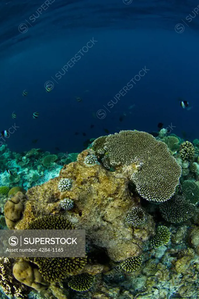 Underwater view of fish and coral reefs, Indian Ocean, Maldives