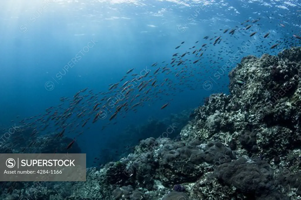 Underwater view of school of fish and reefs, Similan National Reserve, Richelieu Rock, Andaman Sea, Thailand