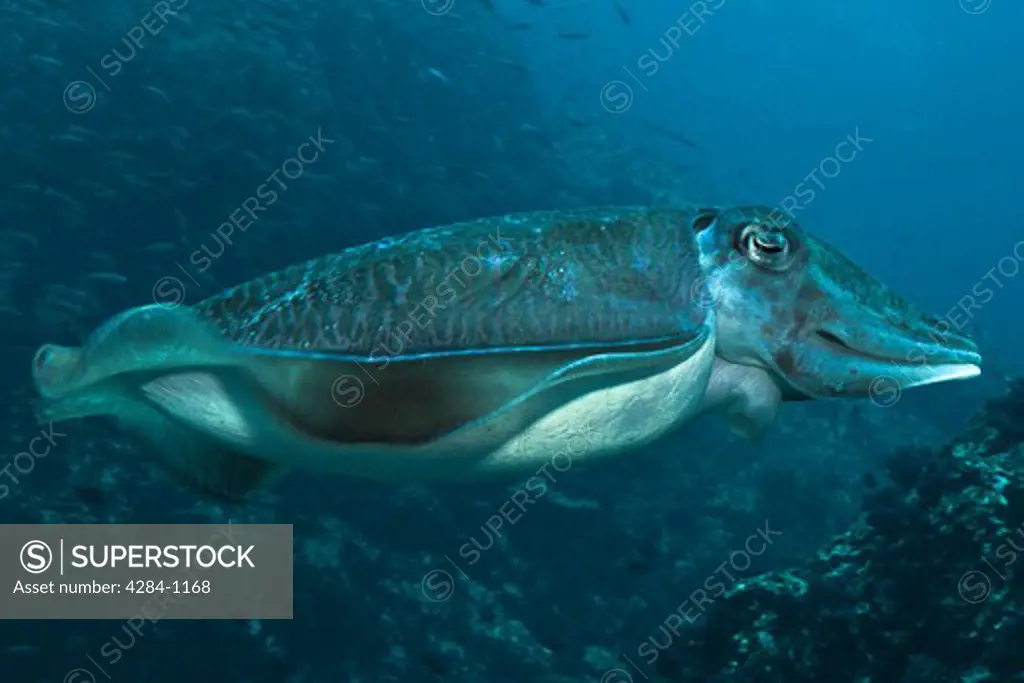 Underwater view of cuttlefish and reefs, Similan National Reserve, Richelieu Rock, Andaman Sea, Thailand