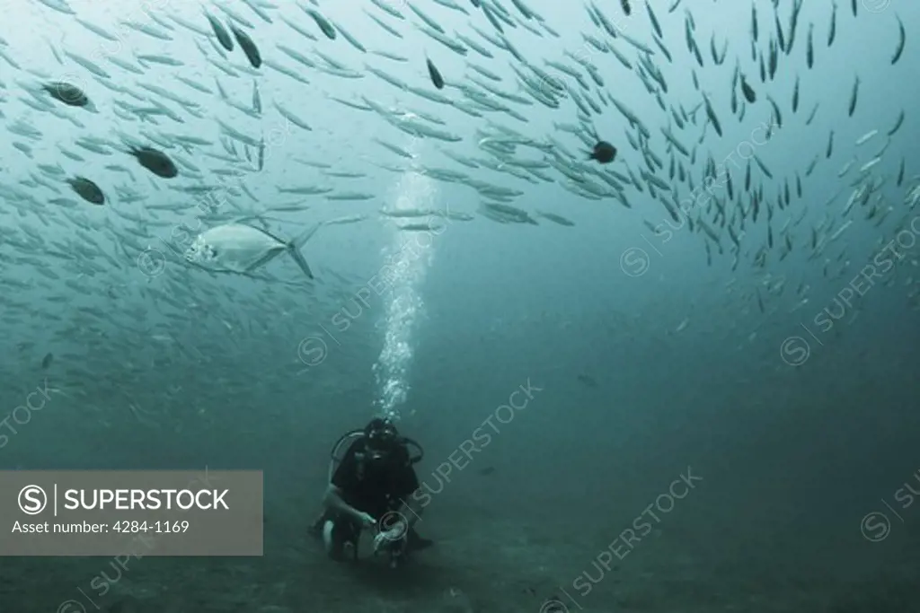 Underwater view of school of fish with scuba diver, Similan National Reserve, Richelieu Rock, Andaman Sea, Thailand