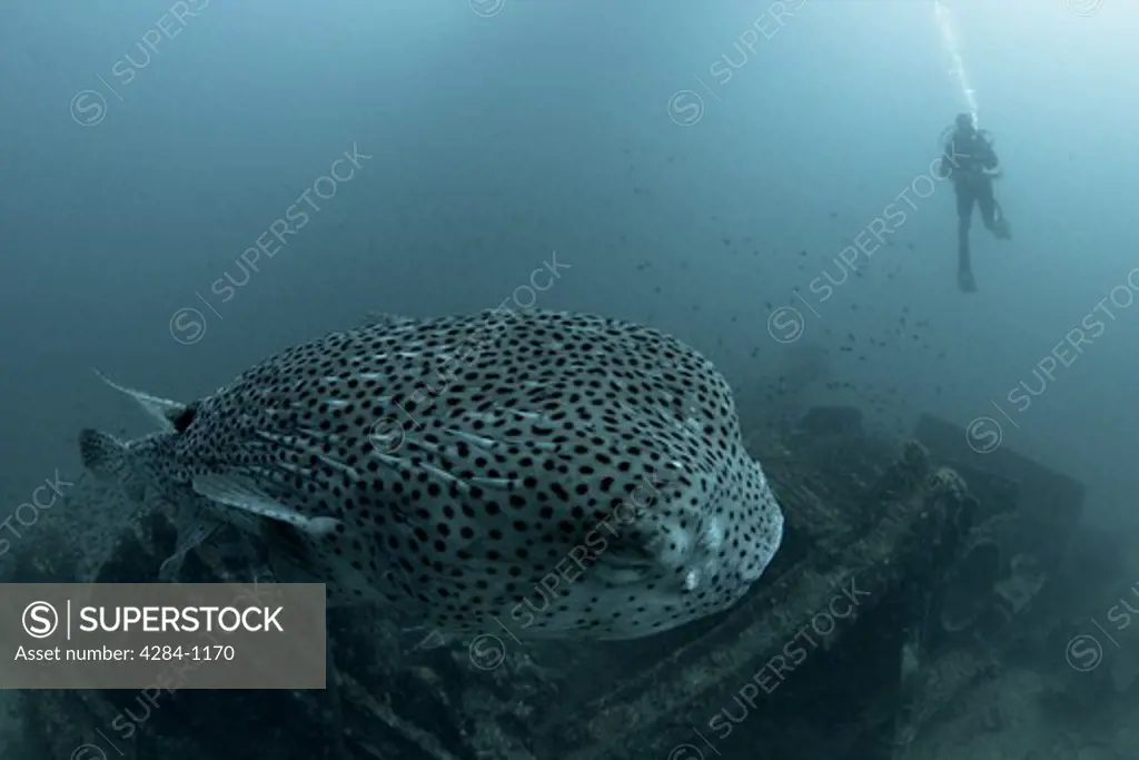 Underwater view of fish with scuba diver, Similan National Reserve, Richelieu Rock, Andaman Sea, Thailand