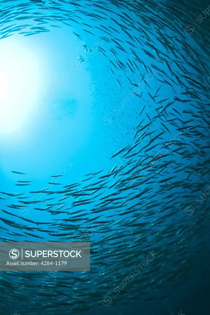 Underwater view of school of fish, Similan National Reserve, Richelieu Rock, Andaman Sea, Thailand