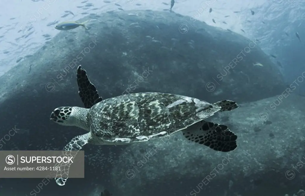 Underwater view of a turtle and fish, Similan National Reserve, Richelieu Rock, Andaman Sea, Thailand