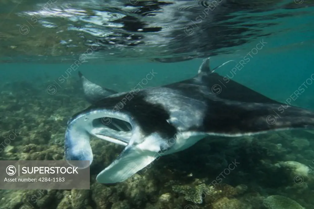 Underwater view of Manta ray (Manta birostris), Indian Ocean, Maldives