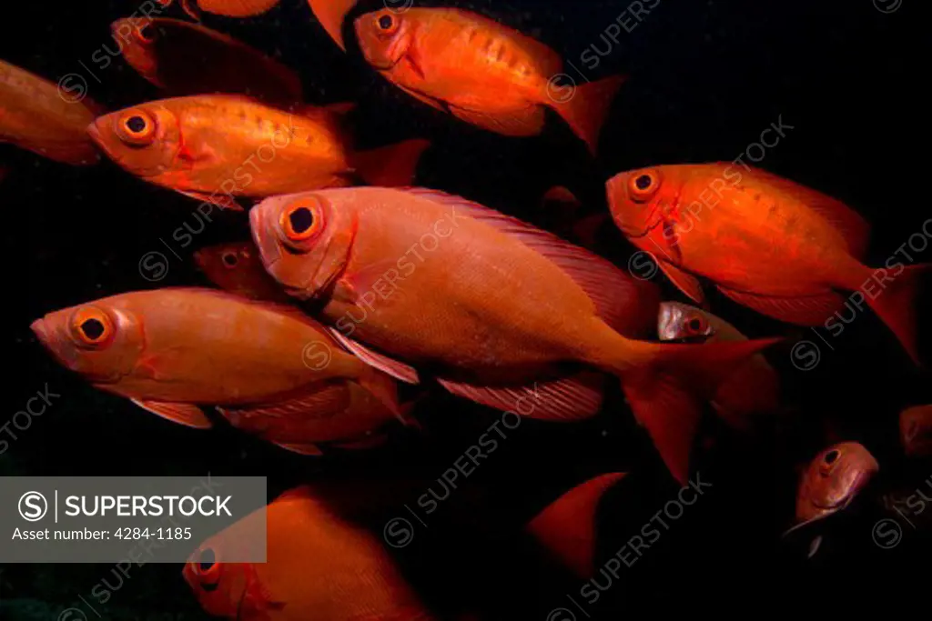 Underwater view of school of fish, Indian Ocean, Maldives