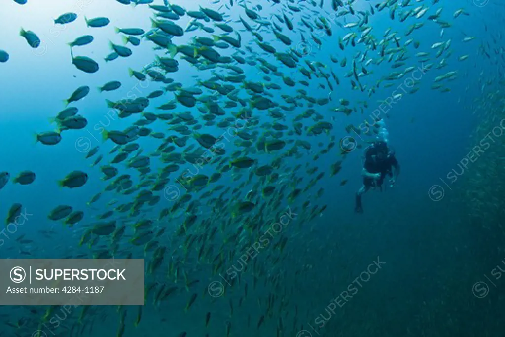 Underwater view of school of fish with scuba diver, Similan National Reserve, Richelieu Rock, Andaman Sea, Thailand