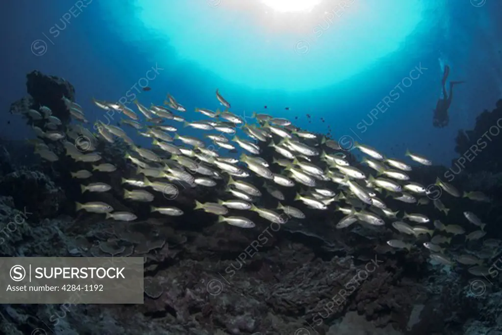 Underwater view of fish and reefs with scuba diver, Similan National Reserve, Richelieu Rock, Andaman Sea, Thailand