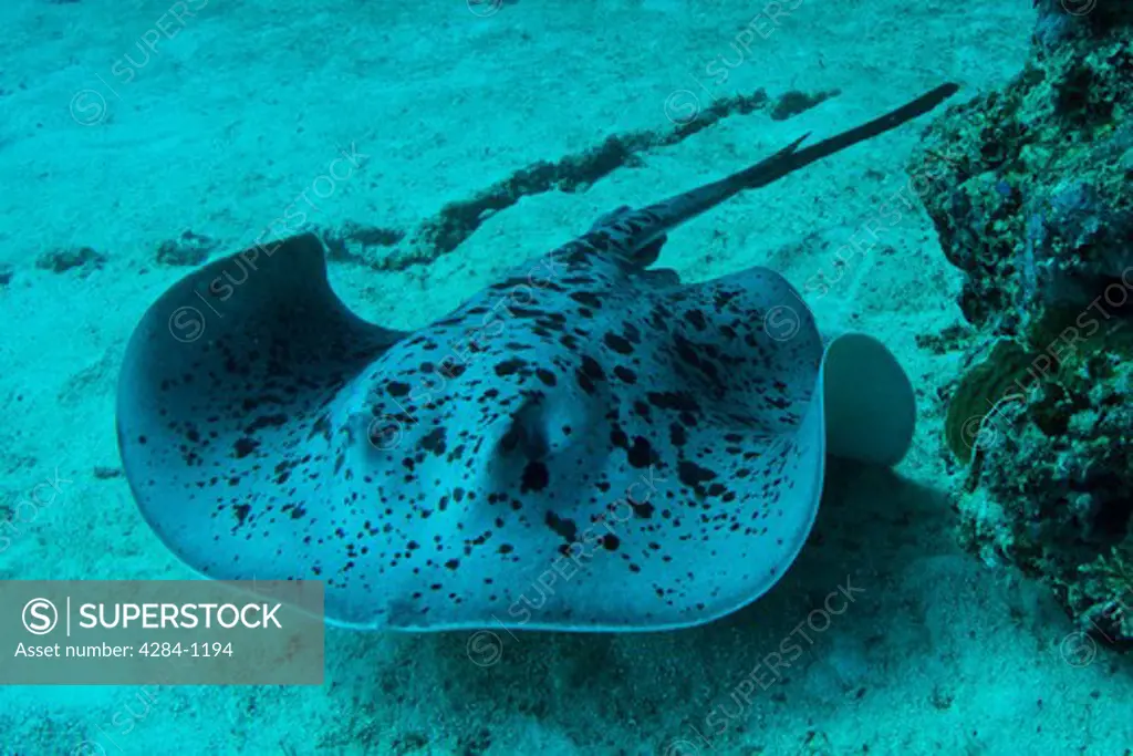 Underwater view of a Stingray, Indian Ocean, Maldives