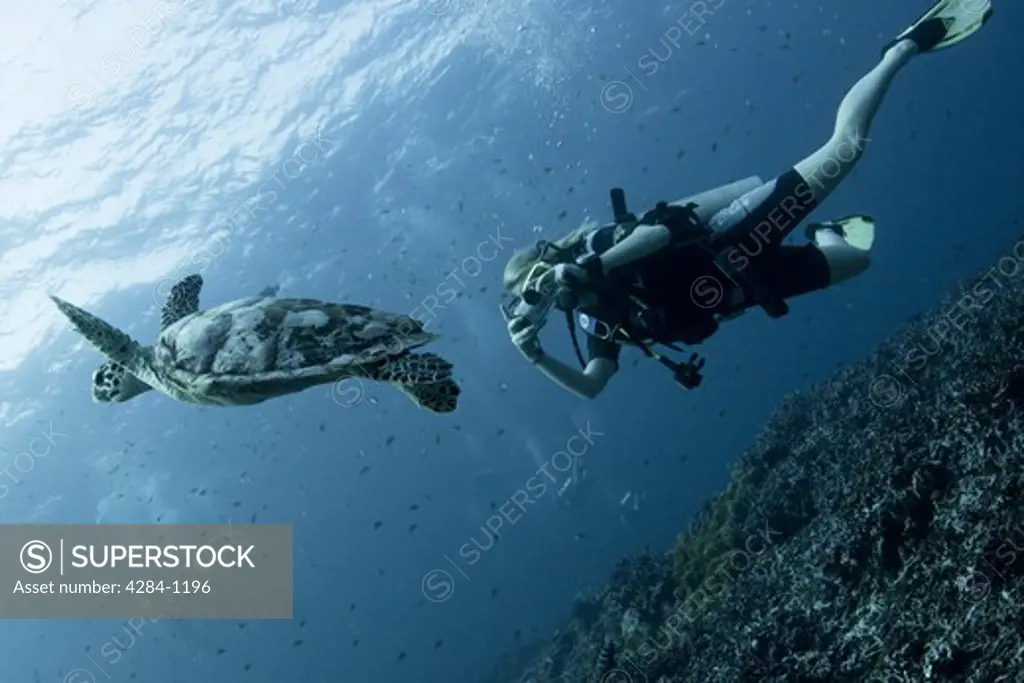 Underwater view of turtle with scuba diver, Similan National Reserve, Richelieu Rock, Andaman Sea, Thailand
