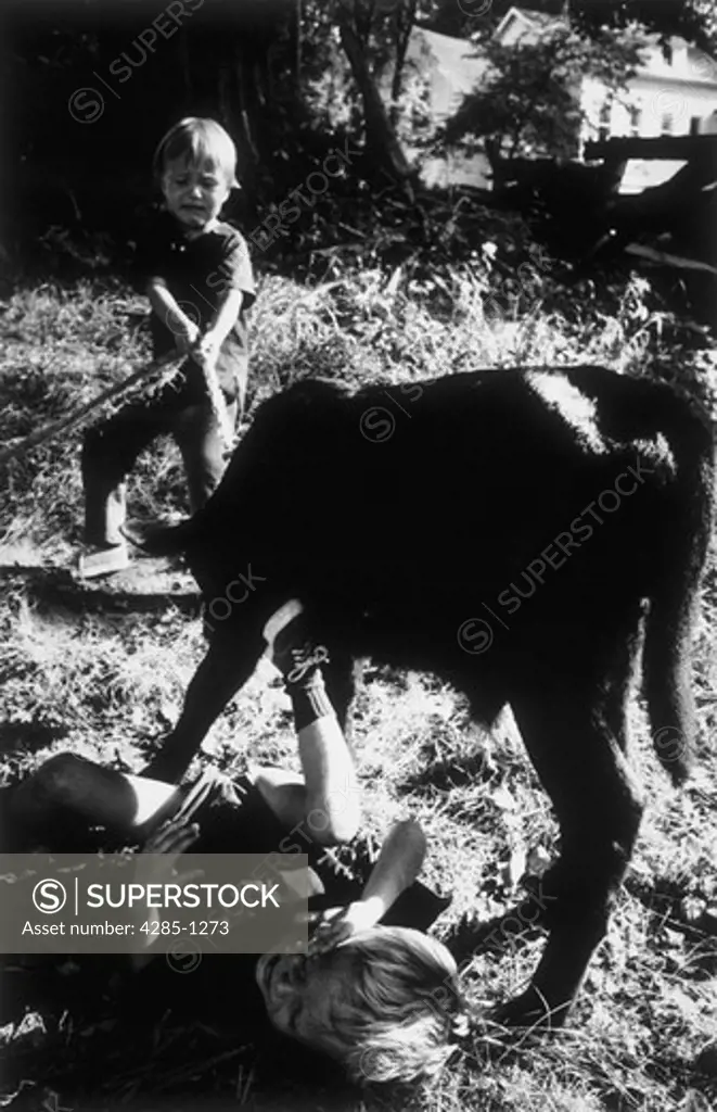 Young boy trying to pull a calf with a rope tied around its neck.
