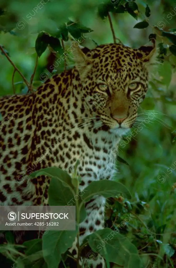 Sleath  The leopard is the most successful hunter in the cat family and the most difficult to locate.