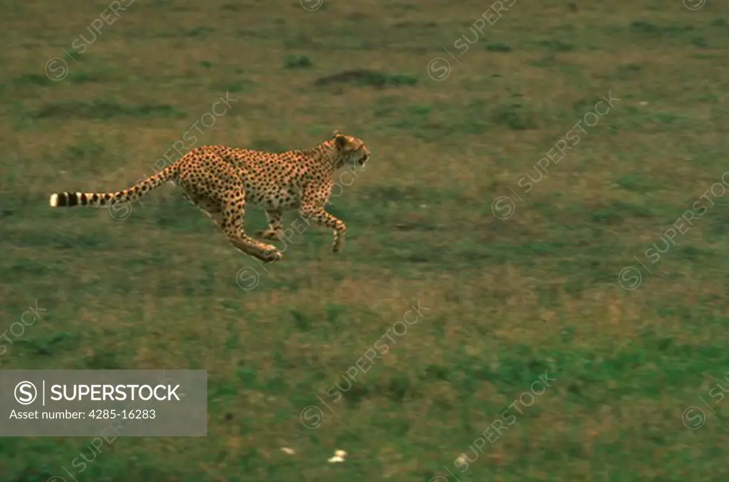 Speed  A cheetah is the graceful and elegant speedster of the animal kingdom.