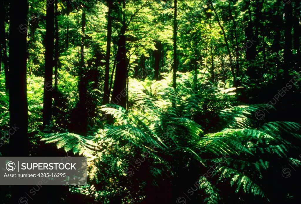 Rainforest  This image is from Australia.