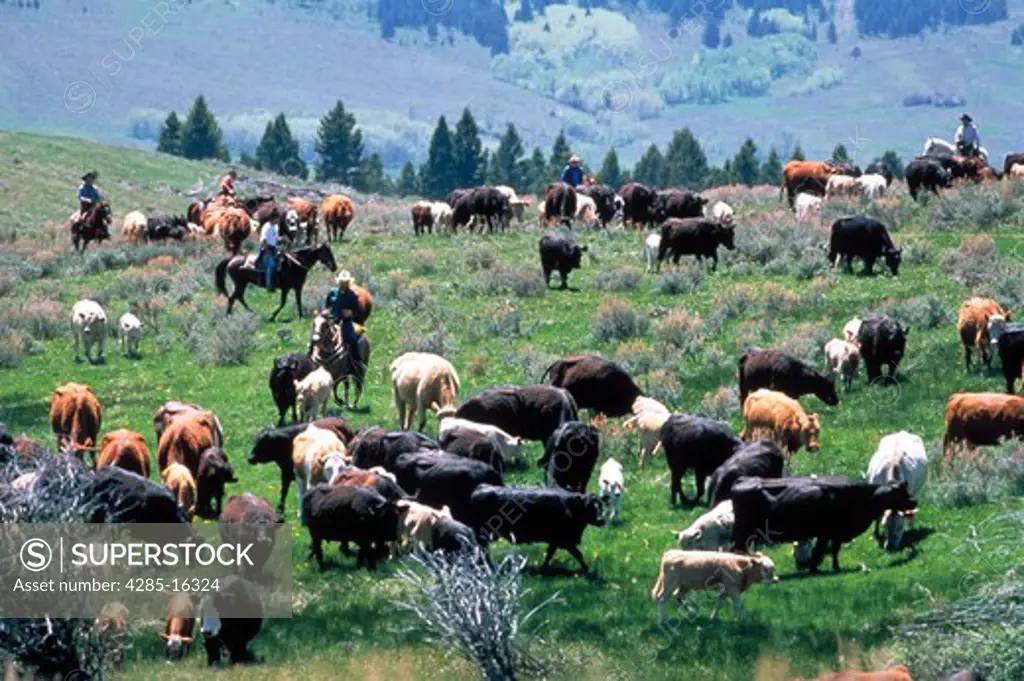 Cattle Drive, MT