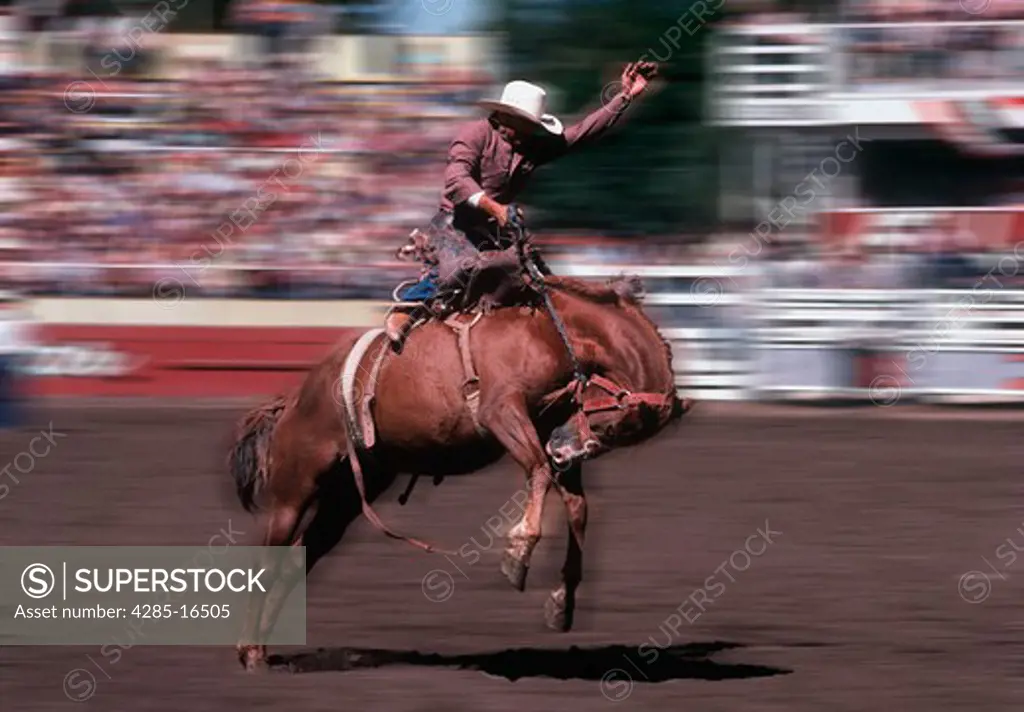Cowboy Riding Bucking Horse in rodeo in Washington state