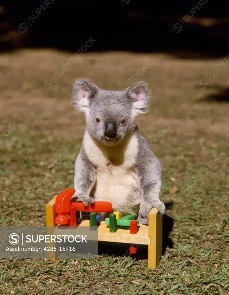 Koala and Toy, Lone Pine Sanctuary, Brisbane, Queensland, Australia