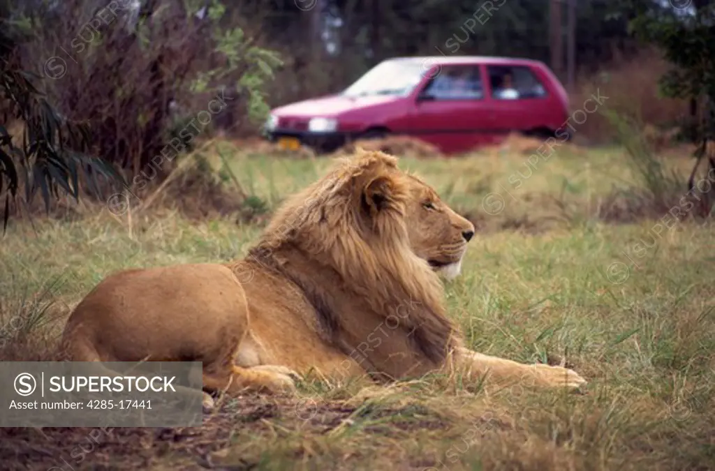 Male Lion and tourists in automobile in South Africa