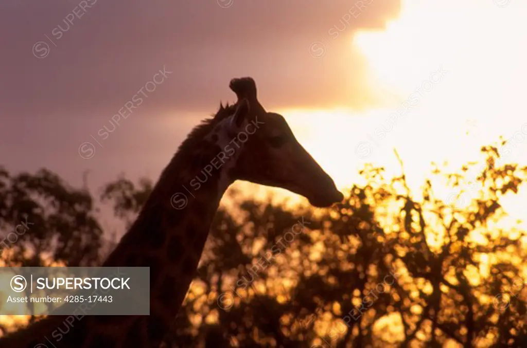 Giraffe at sunset in South Africa
