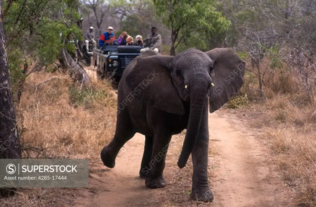 Baby Elephant Being Watched by Tourists in South Africa