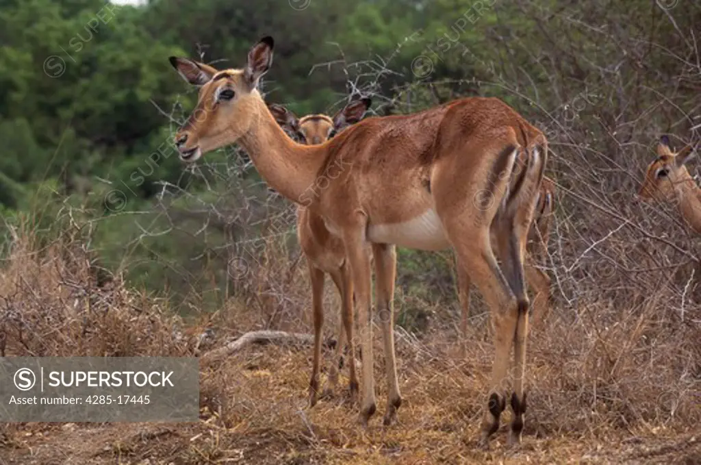 Impala with Young in South Africa