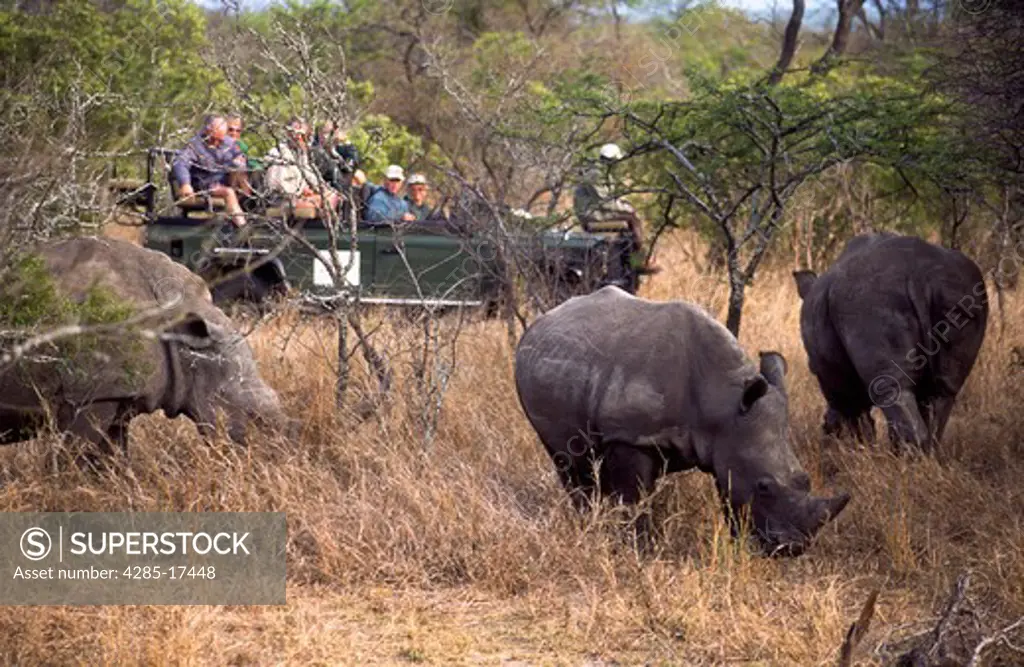 Rhinocerous Being Watched by Tourists in South Africa