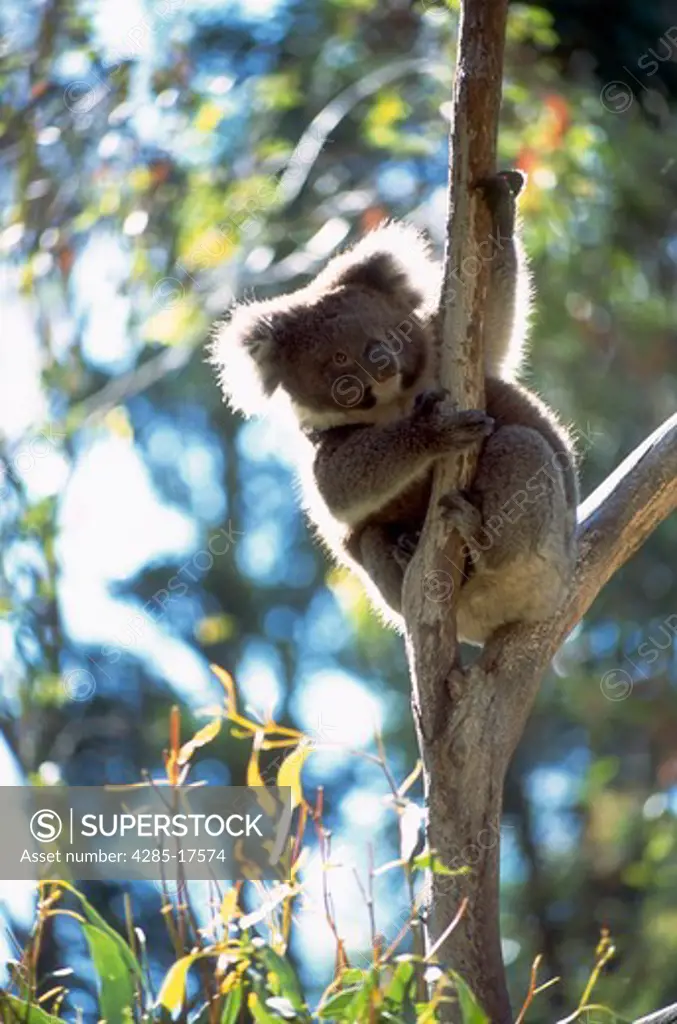 Australia,  Ballarat Wildlife Park,  Koala