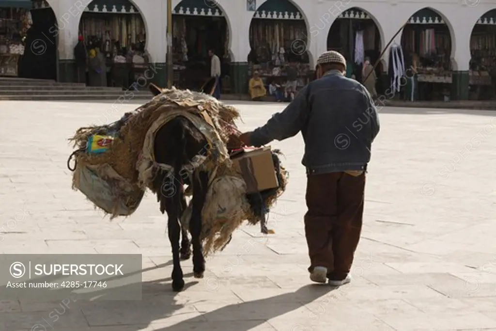 Africa, North Africa, Morocco, Moulay Idriss, Town Square, Man and Donkey