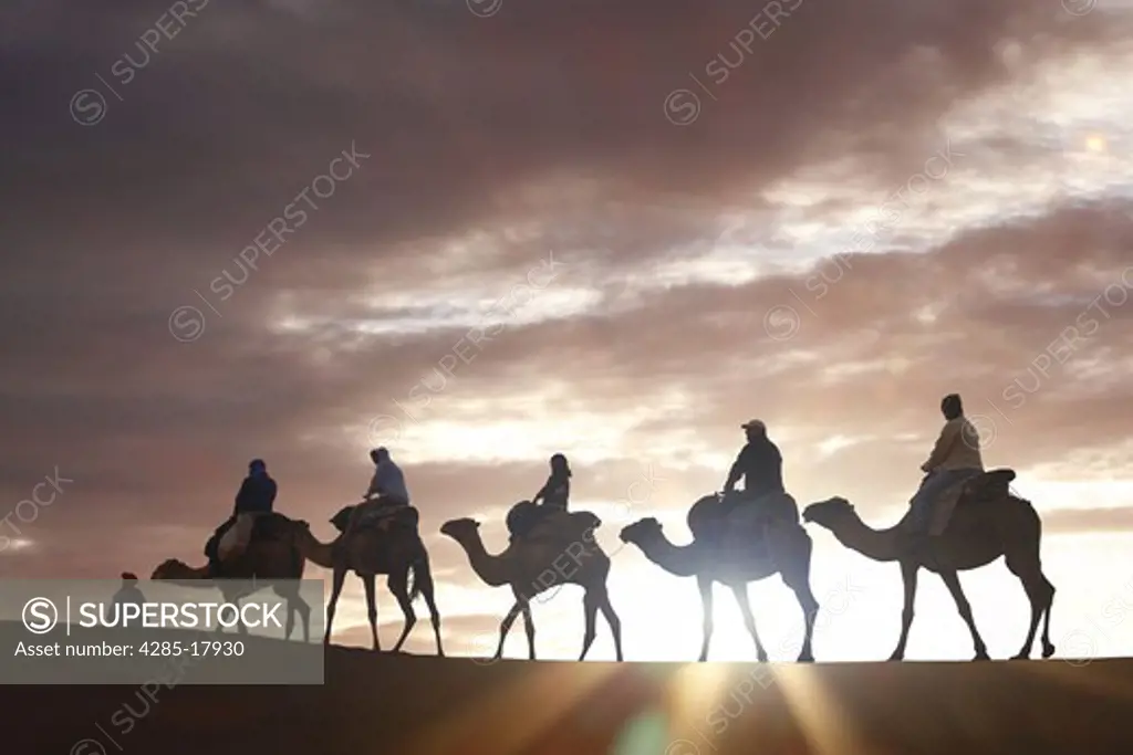 Africa, North Africa, Morocco, Sahara Desert, Merzouga, Erg Chebbi, Tourists Riding Camels at Sunrise